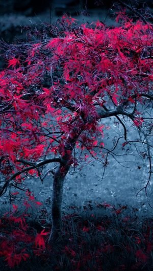 Tree Leaves Fog Light Purple Autumn iphone wallpaper