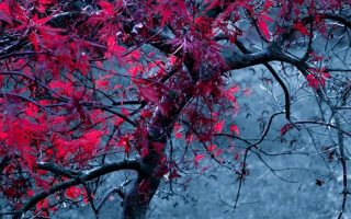 Tree Leaves Fog Light Purple Autumn iphone wallpaper