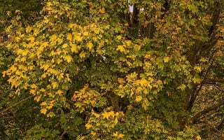 Tree Leaves Wallpaper
