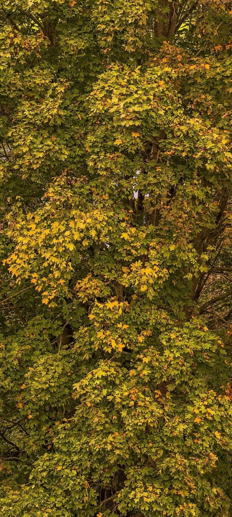 Tree Leaves Wallpaper