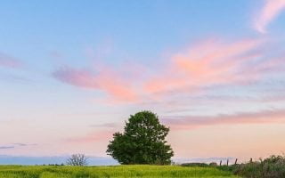 Tree Sky Landscape Wallpaper