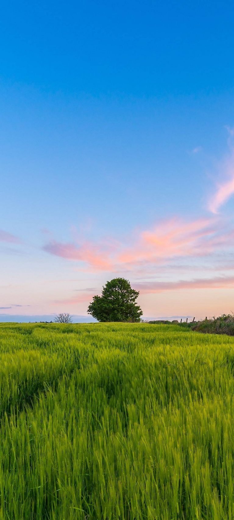 Tree Sky Landscape Wallpaper