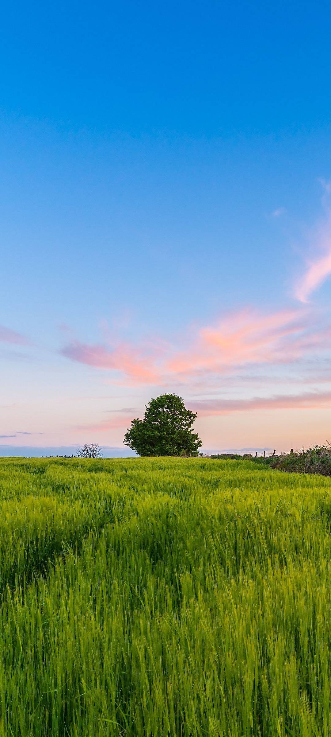 Tree Sky Landscape Wallpaper