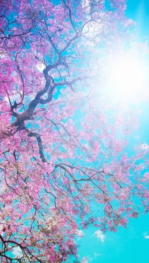 Tree Sun Blue Lilac Krone Spring Flowering Wallpaper 1080x1920 1
