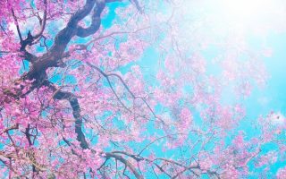 Tree Sun Blue Lilac Krone Spring Flowering Wallpaper 1080x1920 1