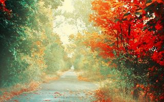 Trees Autumn iphone wallpaper