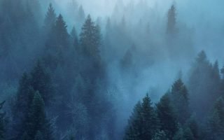 Trees Fog Morning Wallpaper