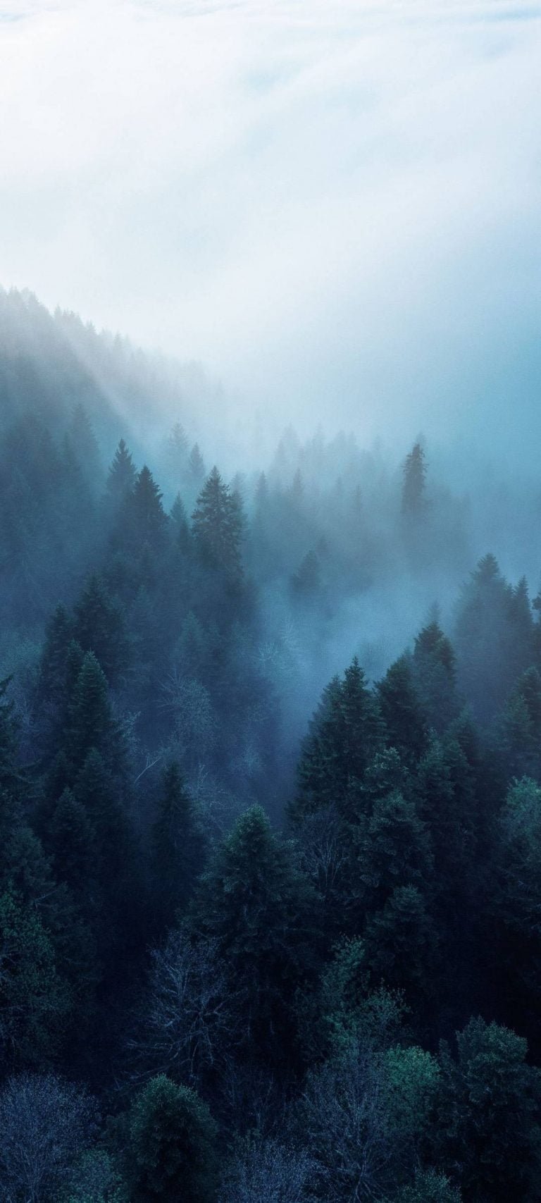 Trees Fog Morning Wallpaper