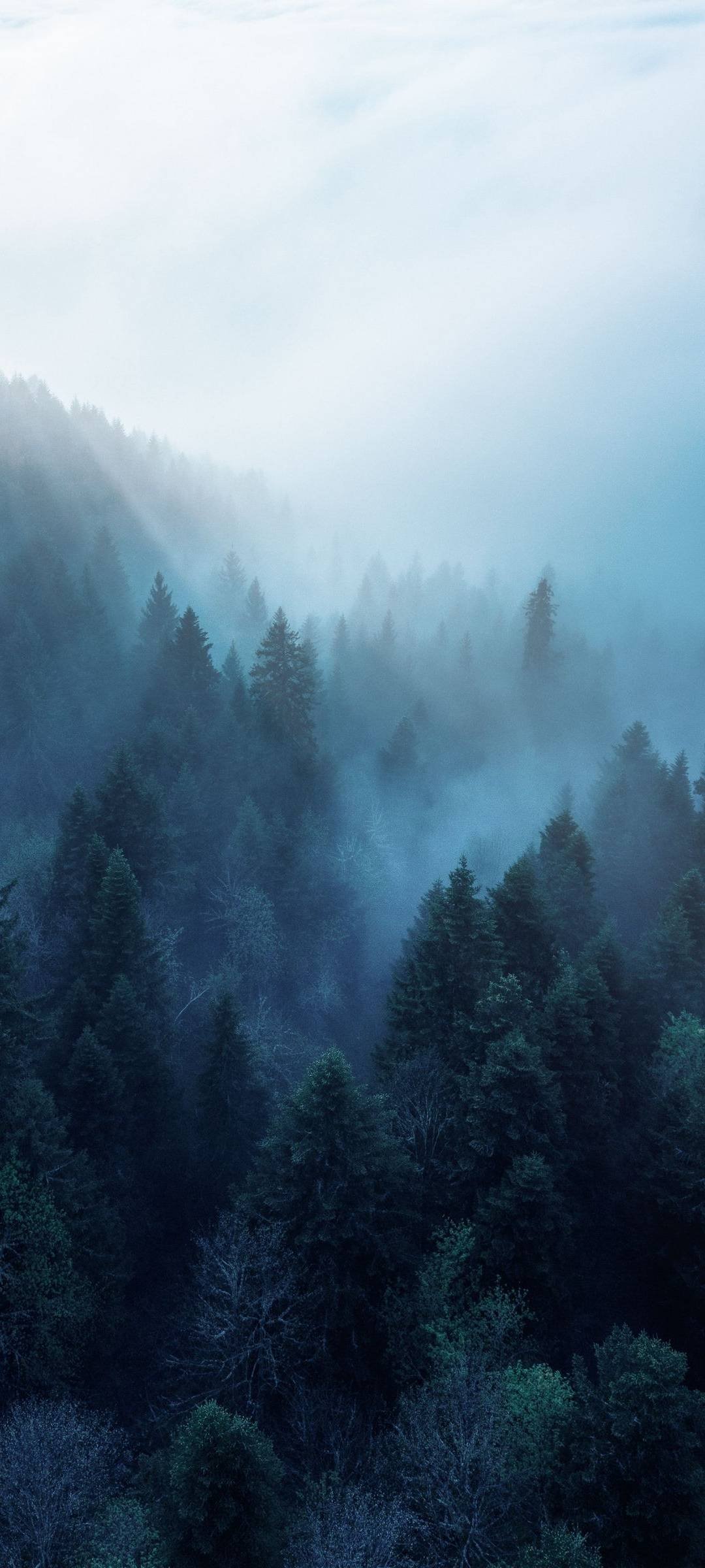 Trees-Fog-Morning-Wallpaper