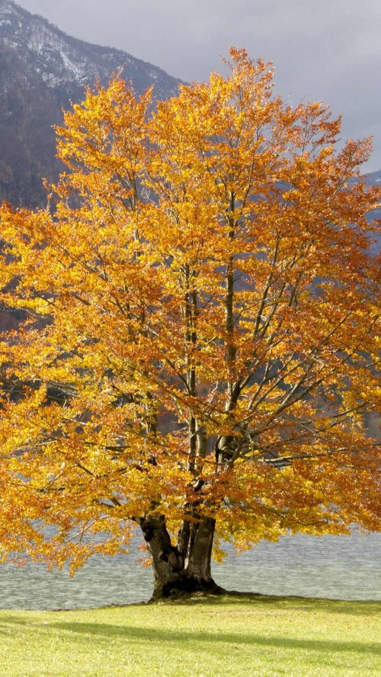 Trees Mountains Lake Grass Wallpaper 1080x1920 1