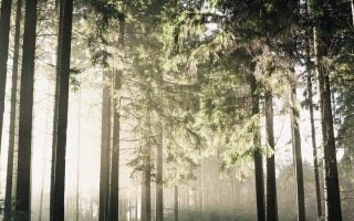 Trees Path Wallpaper