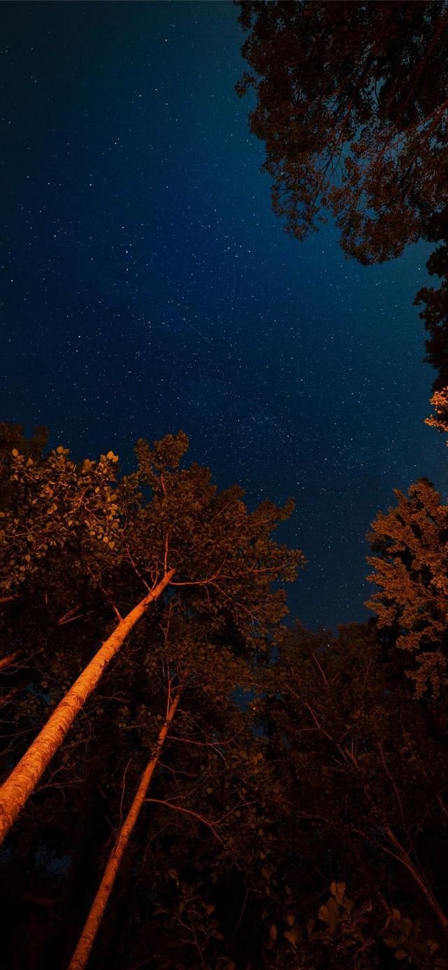 Under Their Spell iphone 11 wallpaper