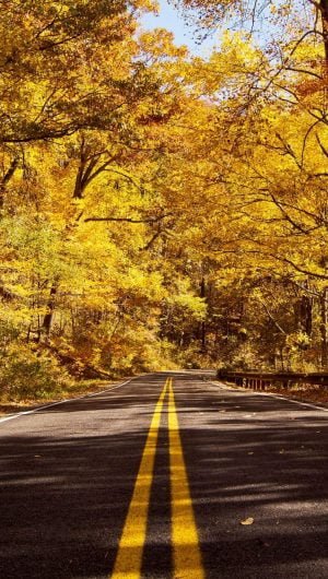 Yellow Trees Road Wallpaper