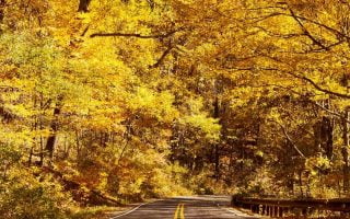 Yellow Trees Road Wallpaper