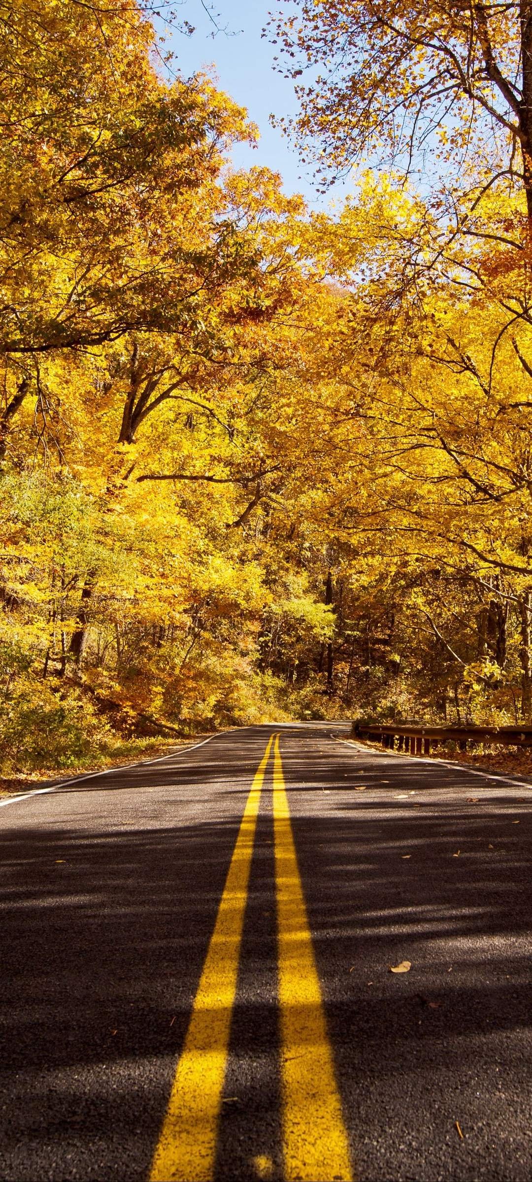 Yellow Trees Road Wallpaper