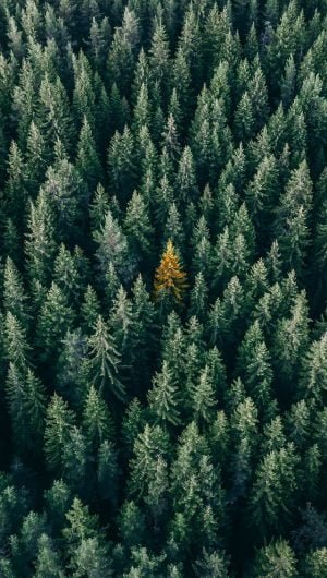 aerial photo of pine trees iphone wallpaper