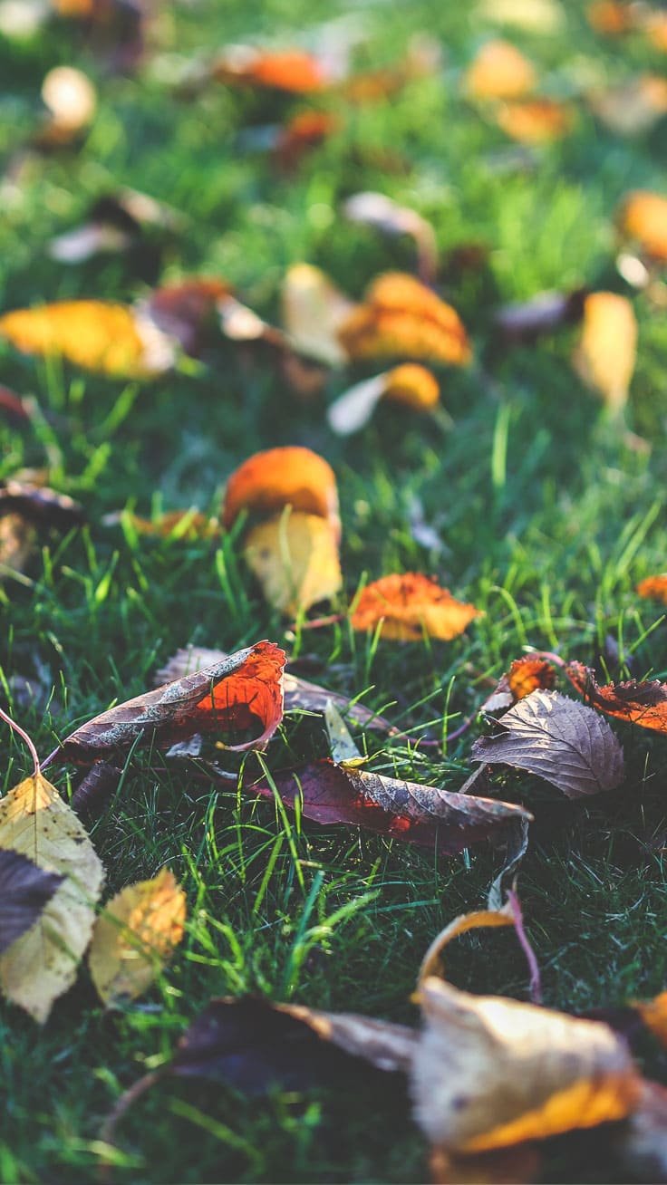 autumn leafs iphone wallpaper Fall