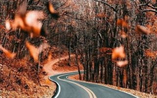 autumn wallpaper iphone road going through a forest surrounded by trees with no leaves orange leaves on the ground