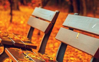benches in the park covered with orange leaves fall wallpaper for android tall trees in the background with orange leaves