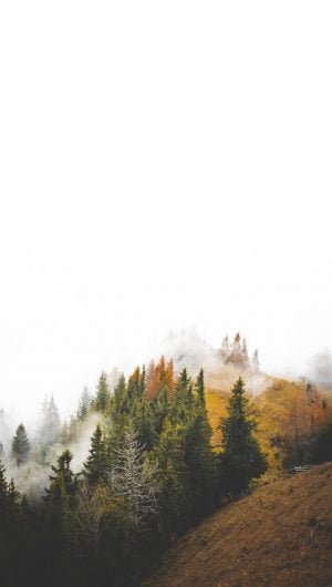 birds eye photography of forest under clouds iphone wallpaper