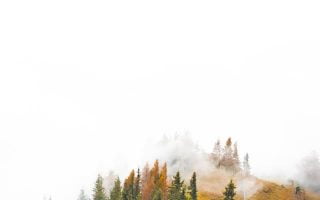 birds eye photography of forest under clouds iphone wallpaper