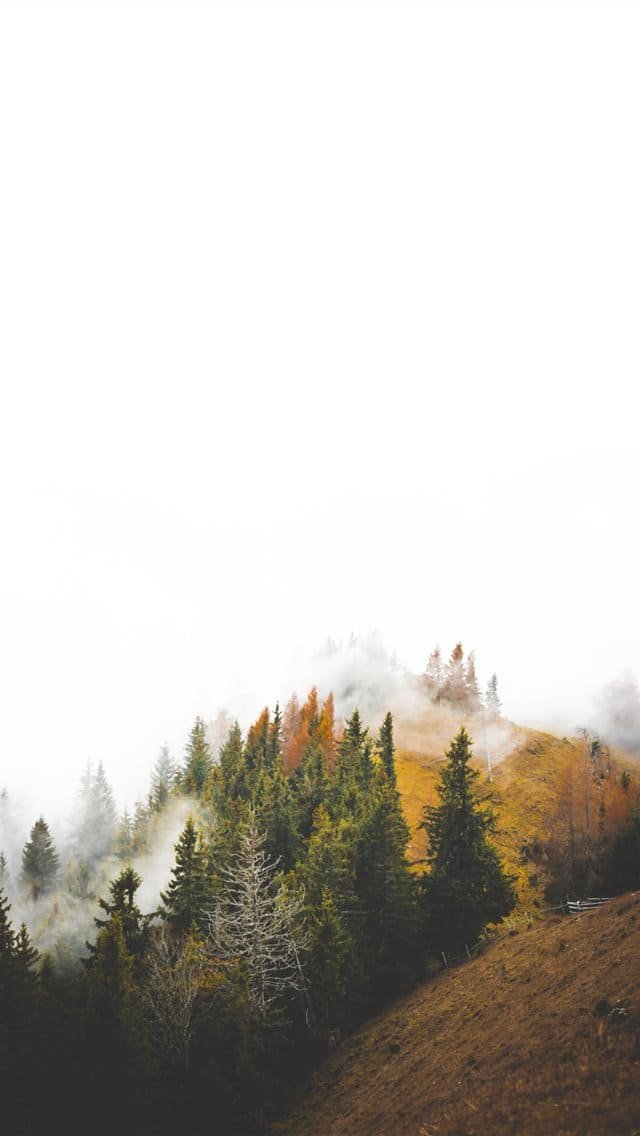 birds eye photography of forest under clouds iphone wallpaper