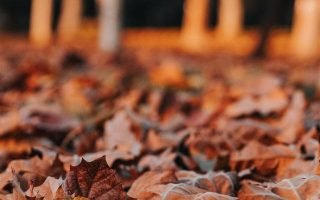 brown leaf lot on ground