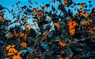 close up photo of bush with orange flowers fall wallpaper for android blue sky in the background