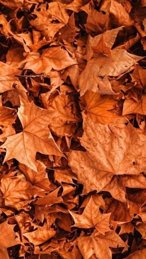close up photo of lots of dried orange leaves on the ground autumn desktop wallpaper