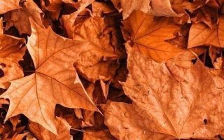 close up photo of lots of dried orange leaves on the ground autumn desktop wallpaper