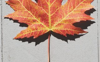 close up photo of single maple leaf in orange and yellow fall wallpaper for android photographed on white background