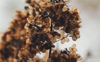 close up photography of brown leaf plant