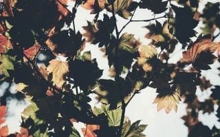 cute fall backgrounds close up photo of tree branch with leaves in orange and green sun shining above them