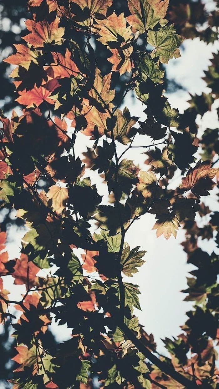 cute fall backgrounds close up photo of tree branch with leaves in orange and green sun shining above them