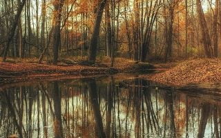 dried maple leaves on body of water near maple lea