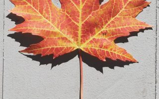 fall leaf iphone wallpaper autumn