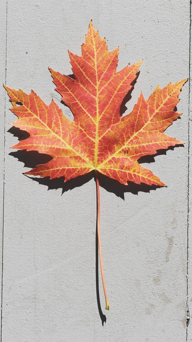fall leaf iphone wallpaper autumn, Aesthetic