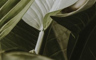 green leafy plant iphone 11 wallpaper