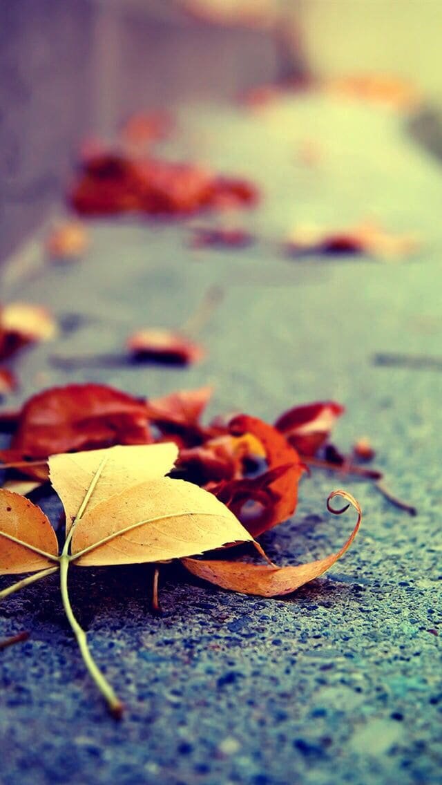 iPhone Fall Wallpaper 2