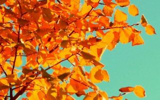 iPhone Fall Wallpaper hd