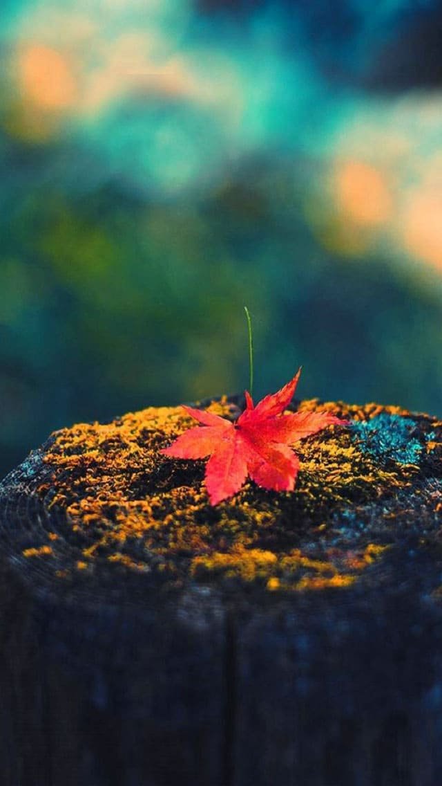 iPhone Fall Wallpaper