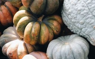 orange pumpkin lot