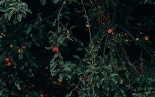 photo of basket near fruits and tree