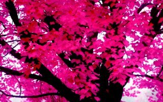 pink iphone wallpaper forest iphone 13 wallpapers