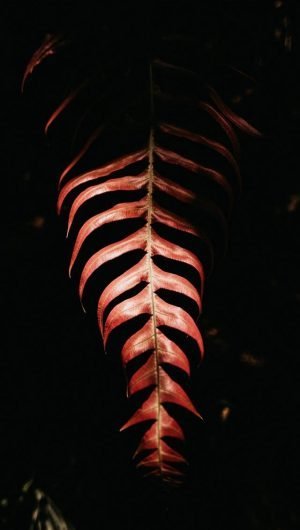 red leaf on black background iphone wallpaper