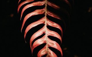 red leaf on black background iphone wallpaper