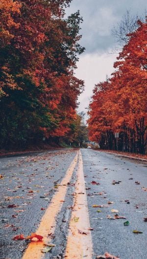 road covered with fallen leaves cute fall backgrounds surrounded by tall trees with orange yellow leaves
