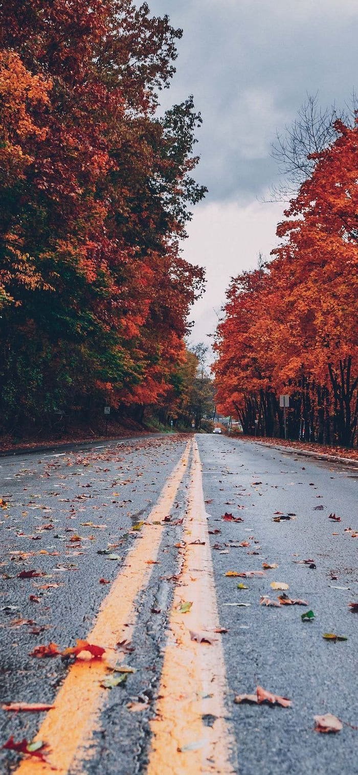 road covered with fallen leaves cute fall backgrounds surrounded by tall trees with orange yellow leaves