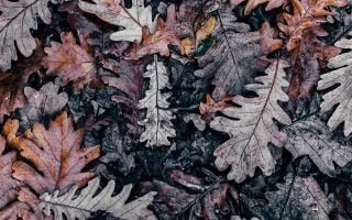 selective photography of dried leaf