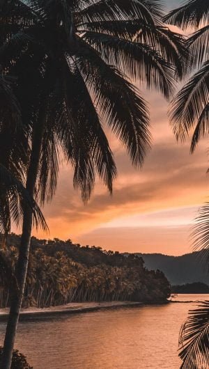 silhouette of palm tree during golden hour iphone 11 wallpaper